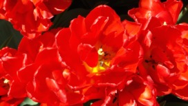2014-04-17 Holland Tulips 66.jpg